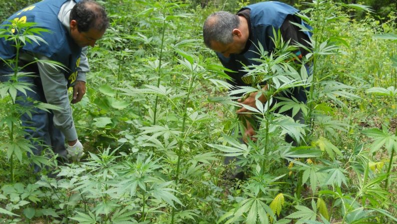 Sequestrati oltre 220 chili di cannabis nel RegginoLa piantagione avrebbe fruttato 320 mila euro