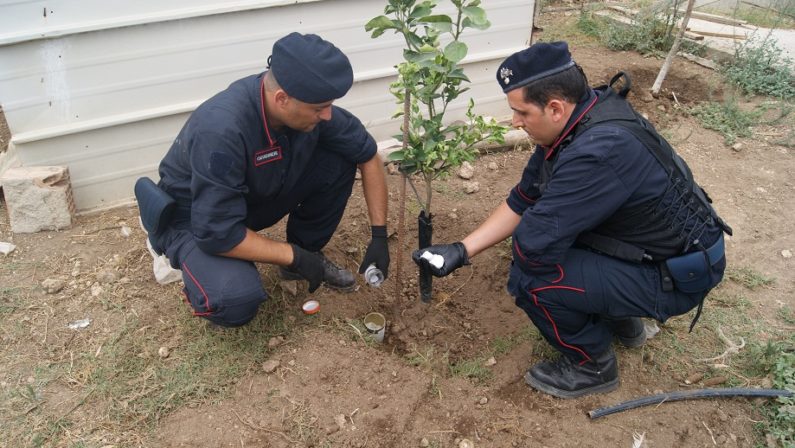 Cocaina nascosta nella gabbia del coniglio
arrestato 42enne di Isola Capo Rizzuto