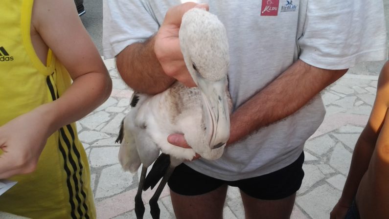 Foce del Crati, liberato
esemplare di fenicottero rosa