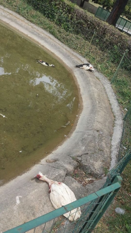 Rende, strage di papere in un parco pubblico
La scoperta fatta dai passanti