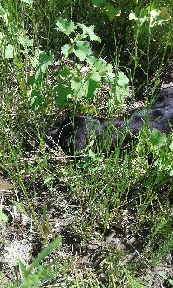 Morta la cagnetta investita nel Cosentino
4 giorni di agonia per rimpalli burocratici