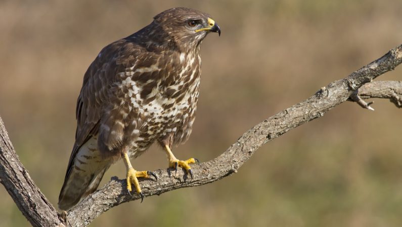 Poiana ferita, è il primo rapace
ricoverato nel 2016 al Cras di Rende