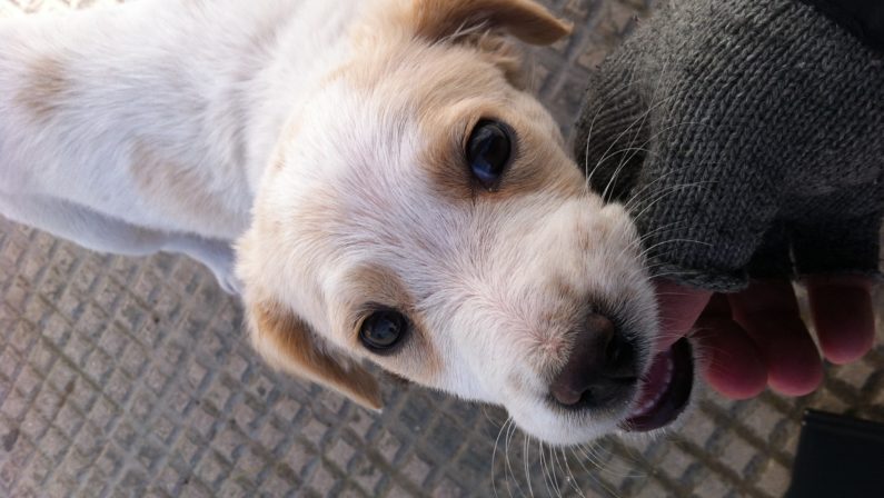 Lamezia Terme, investe un cane e fuggeraggiunto dalla Polizia e multato di 400 euro