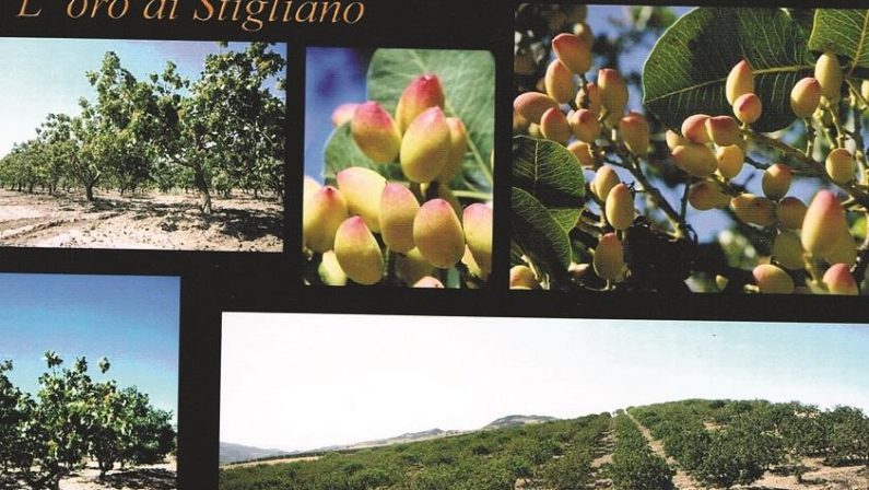 Il miracolo del pistacchio in collina
Un business che compete con la Sicilia