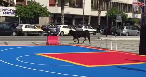 VIDEO - Toro semina il panico sul lungomare di Reggio Calabria