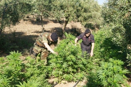 Due piantagioni sequestrate in poche ore nel RegginoIn tutto trovate 245 piante di cannabis, due arresti