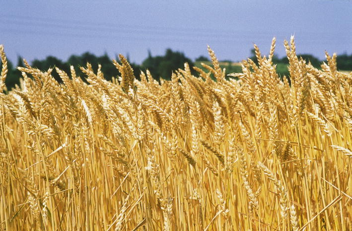 Produzione di pasta secca con solo grano duro lucano La nuova scommessa per smuovere l'economia