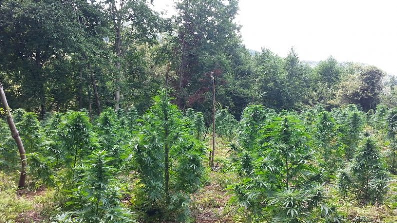 Aveva realizzato una serra artigianale con 120 piante di marijuana: un arresto nel Reggino