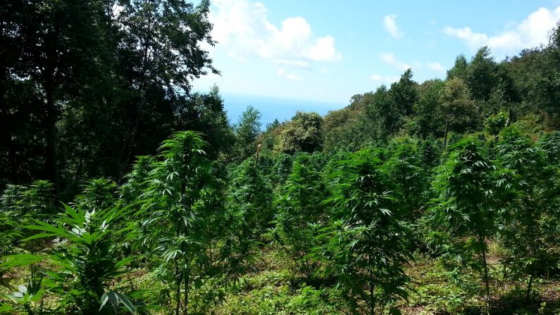 Scoperta una piantagione di canapa nel CosentinoAvrebbe prodotto marijuana per un milione di euro