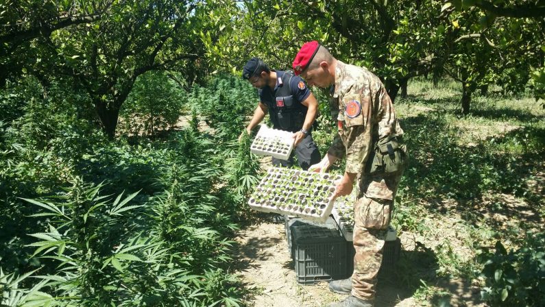 I carabinieri intervengono per un incendioe scoprono piantagione di marijuana nel Cosentino