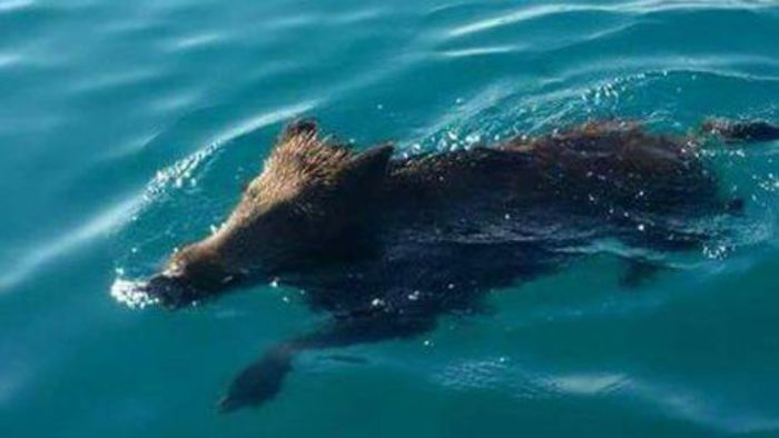 Un cinghiale nel mare di Copanello, nel Catanzarese, in mezzo ai turisti: l'allarme di Coldiretti 