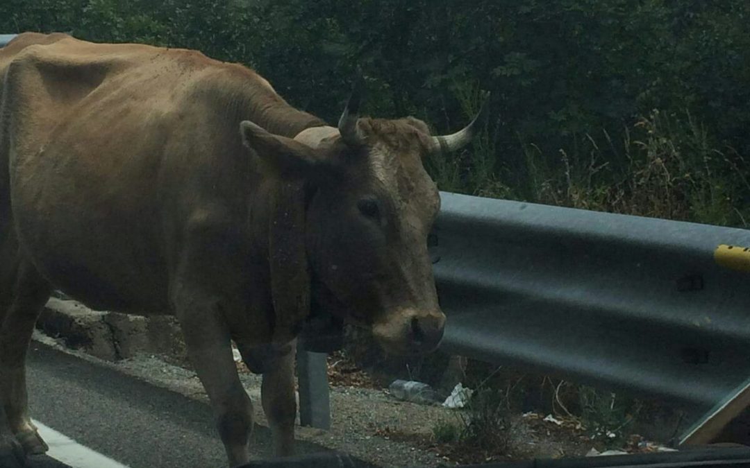 La mucca nella galleria