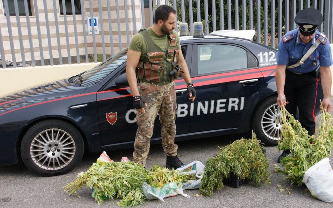 VIDEO – Piantagione di canapa difesa dai pitbull  Sequestro di marijuana e arresto a Crotone