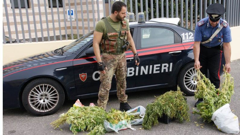 VIDEO - Piantagione di canapa difesa dai pitbullSequestro di marijuana e arresto a Crotone