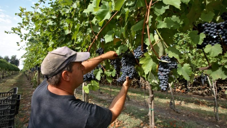 Vino, iniziata la vendemmia delle uve biancheIn Calabria prevista una «annata straordinaria»
