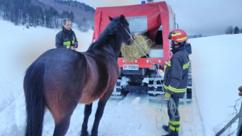 I vigili del fuoco salvano il cavallo intrappolato  Da giorni era bloccato tra la neve in Sila