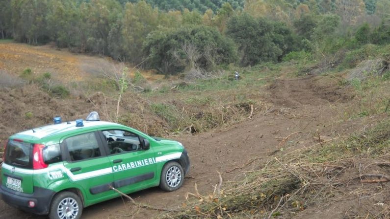 Quasi settecento piante tagliate abusivamente in provincia di Reggio Calabria, sei denunce