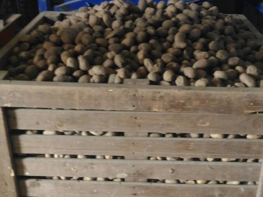 Alcune delle patate sequestrate