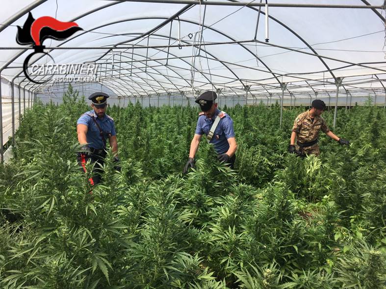 Tre serre coltivate con marijuana nel Reggino  Sequestrate 15.000 piante: valore di 1,5 milioni