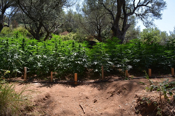 Tra gli uliveti anche diecimila piante di marijuanaMaxi piantagione scoperta dalla polizia nel Vibonese