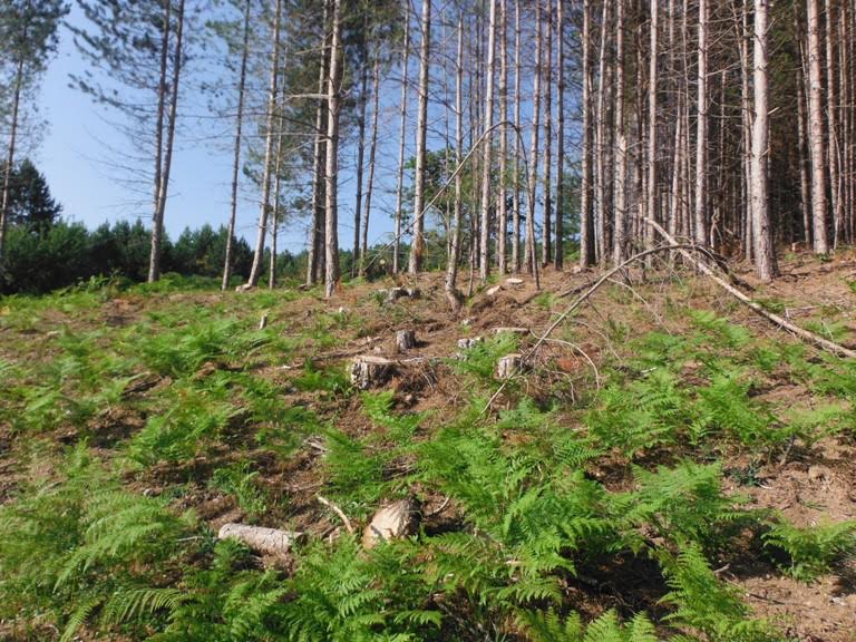 Oltre 400 pini abbattutti abusivamente in un terreno della provincia di Crotone: denunciate due persone