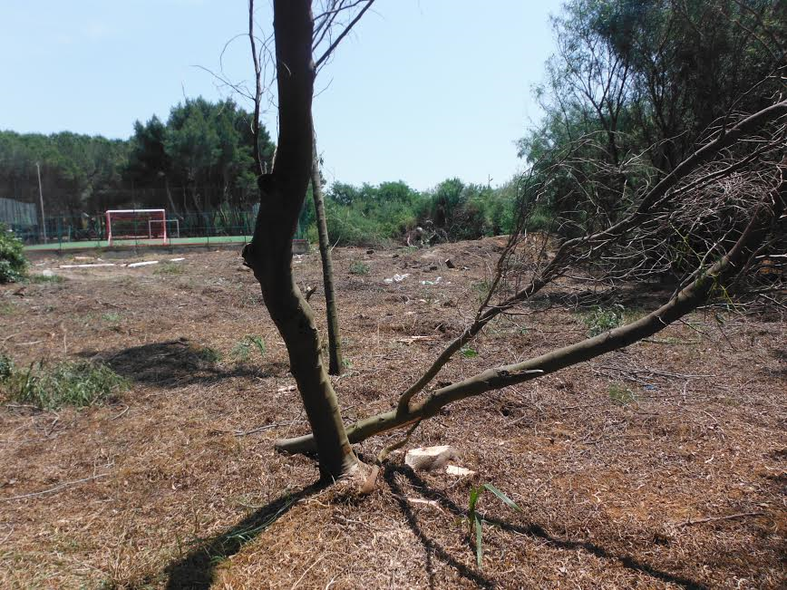 La zona dove sono stati abbattuti gli alberi