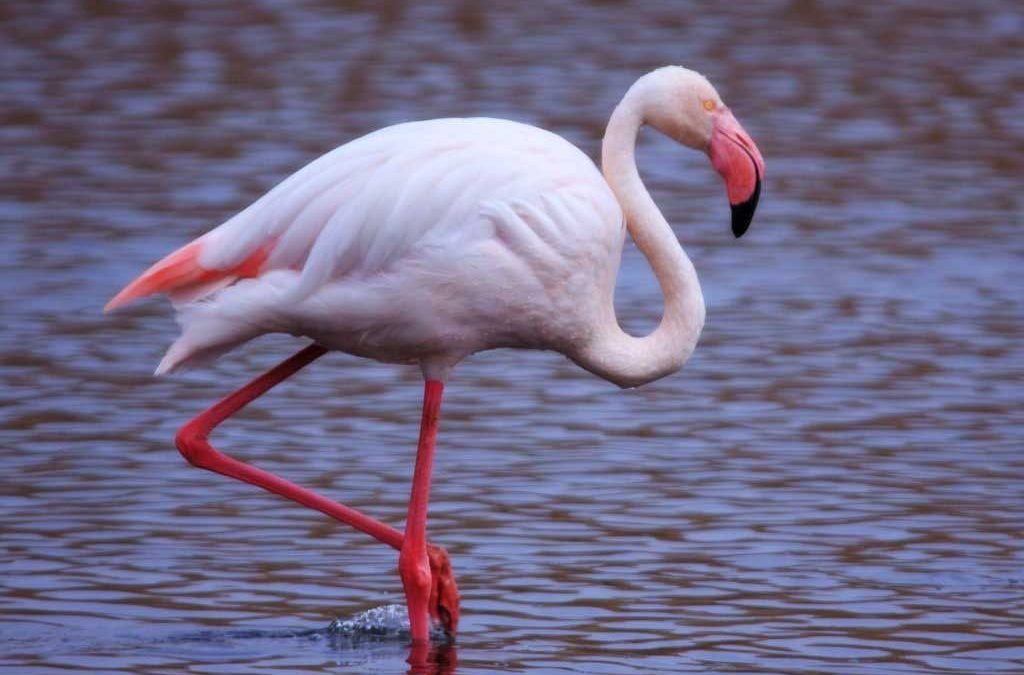 Salvato un fenicottero su una spiaggia del Reggino, era ferito a una zampa