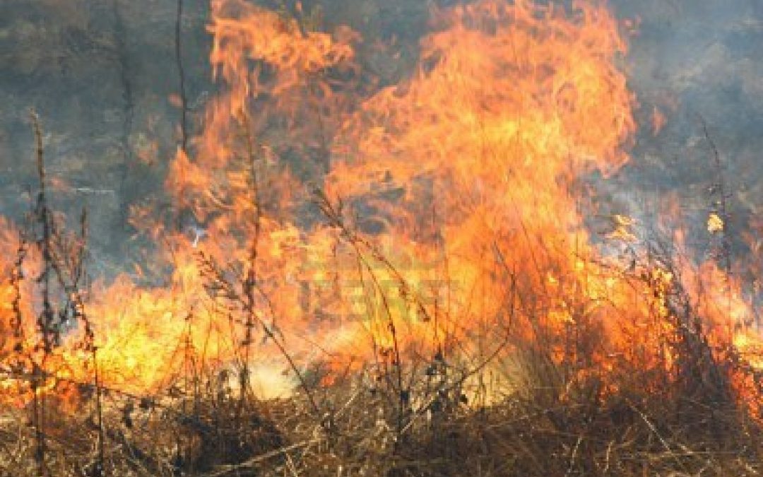 Appiccava un incendioin provincia di Reggio Calabria  Arrestato in flagranza dai carabinieri un 52enne