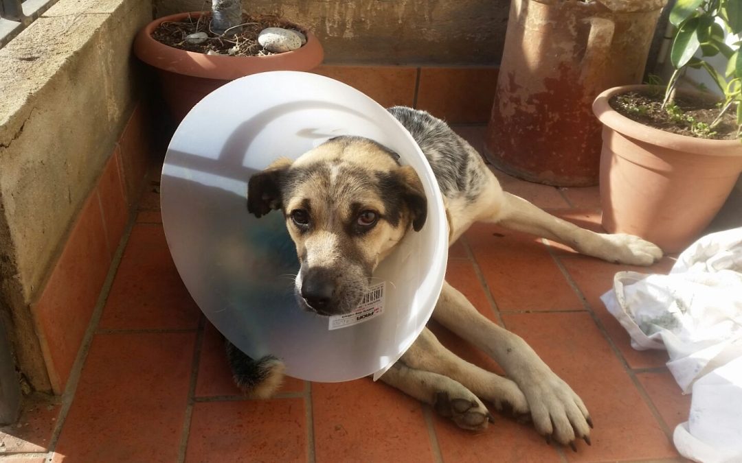 Il cane dopo e durante l'operazione