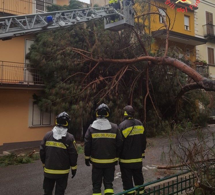 L'albero caduto a Lamezia