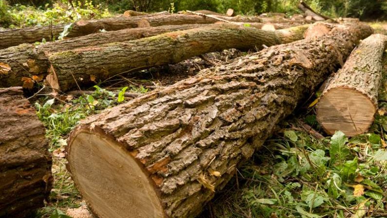 Un uomo schiacciato da un albero in provincia di CosenzaLa vittima stava tagliando la pianta che l'ha uccisa