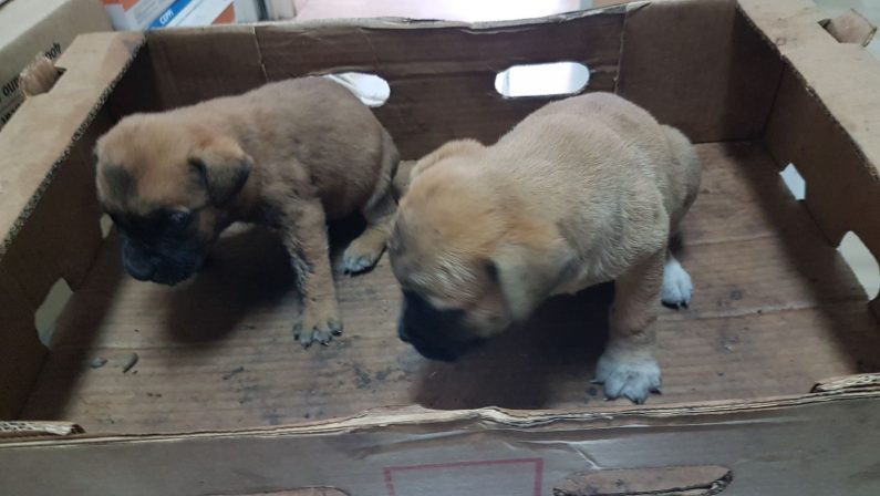 Carabinieri salvano cuccioli di cane nel Reggino