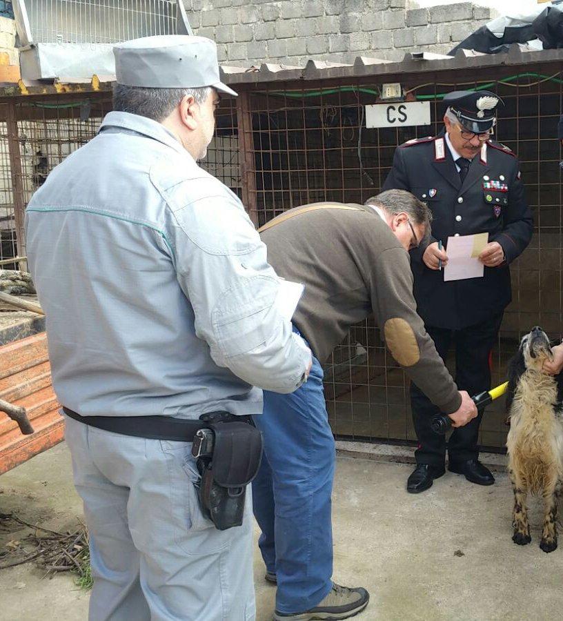 Animali maltrattati nel Cosentino, tre denunce Condizioni disumane in ...