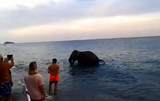 VIDEO – Troppo caldo e l’elefante decide di fare un bagno in mare tra i turisti del Cosentino