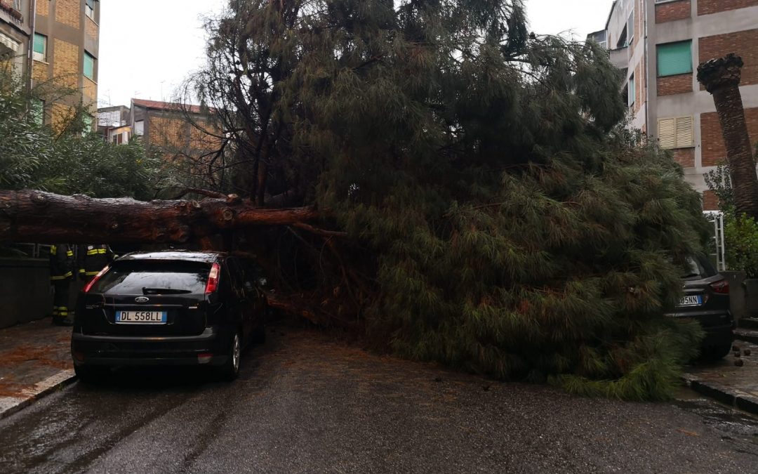 FOTO – Maltempo a Reggio Calabria, crollano gli alberi al quartiere Gebbione