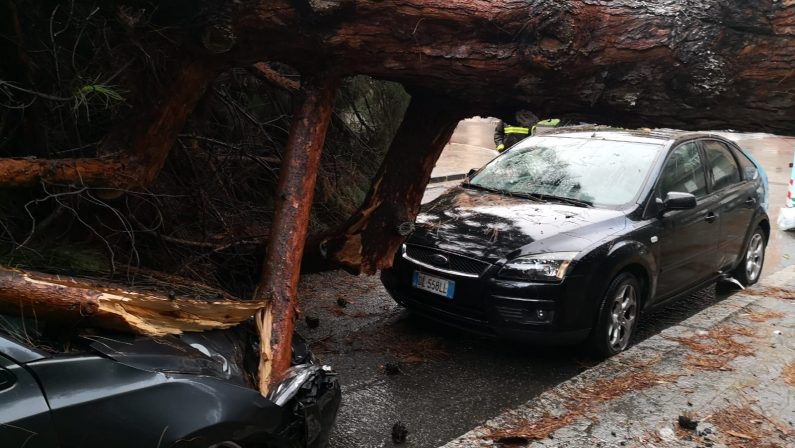 Maltempo a Reggio Calabria, crollano gli alberi al GebbioneDanneggiate le auto poste nelle immediate vicinanze 