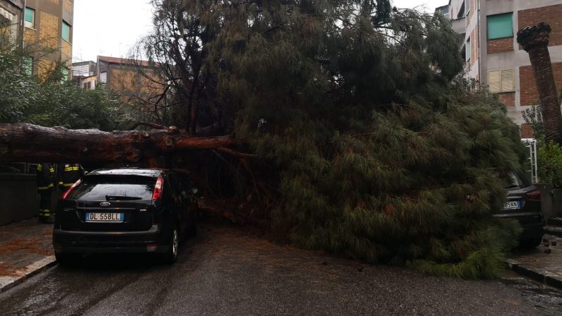 FOTO - Maltempo a Reggio Calabria, crollano gli alberi al quartiere Gebbione