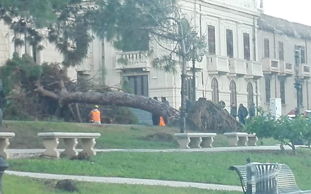 L'albero crollato sul lungomare di Reggio Calabria