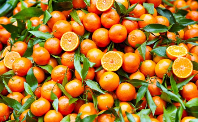 Agricoltura, la crisi delle clementine: a rischio il raccolto del prodotto di eccellenza