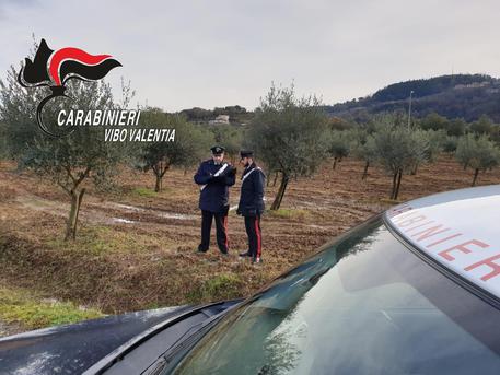 Tagliati alberi di ulivo ad imprenditore viboneseVittima denuncia intimidazione, avviate le indagini