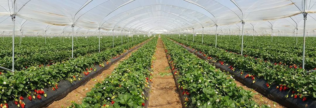 Le coltivazioni di fragola candonga dell'azienza Corvaglia di Scanzano Jonico, nel Metapontino (Mt)