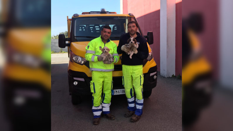 Gioiosa Jonica, gli operai Anas salvano due cuccioliErano stati abbandonati sul ciglio della strada