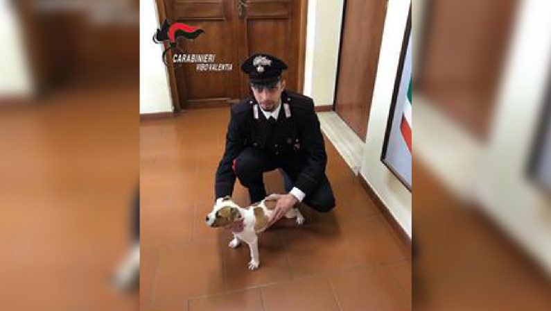 Vibo Valentia, la storia a lieto fine del piccolo “Birillo”  Rubano un cucciolo ma i carabinieri li scoprono e denunciano