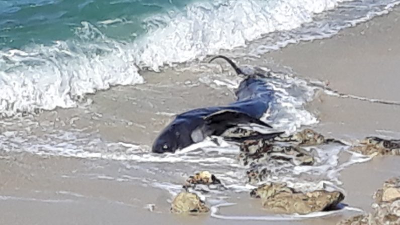 Un balenottero spiaggiato e morto nel ViboneseL'esemplare forse colpito da una nave al largo