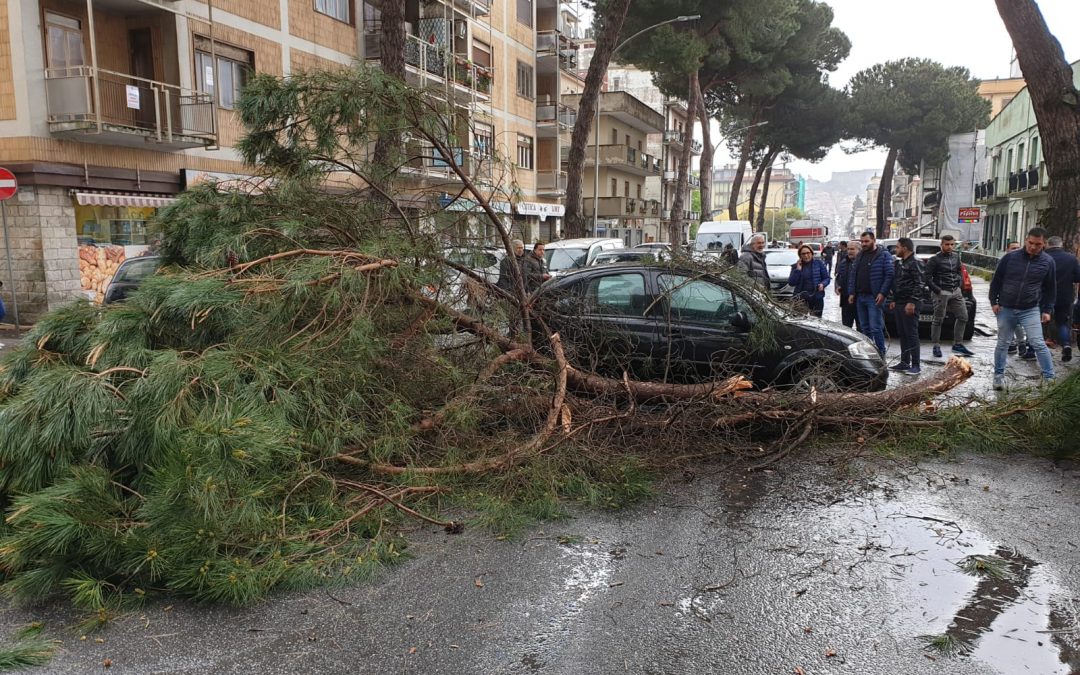 Maltempo, tragedia sfiorata a Vibo Valentia  Cade un pesante ramo e colpisce un’auto in transito