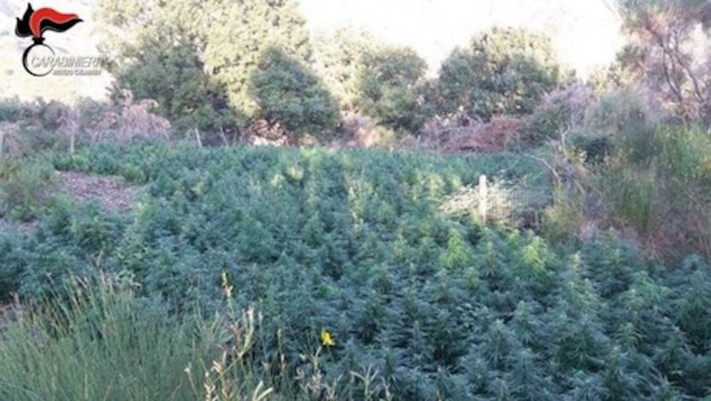 Droga, scoperte 2000 piante di marijuana nella Locride