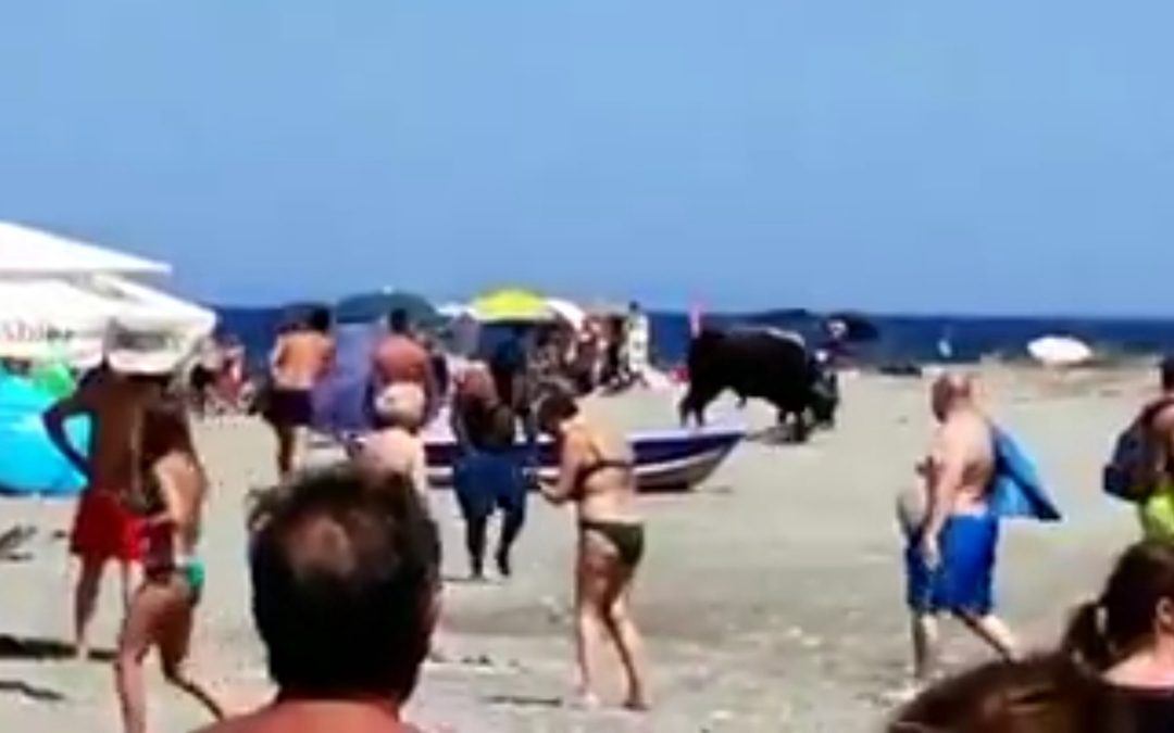 Il toro tra i bagnanti