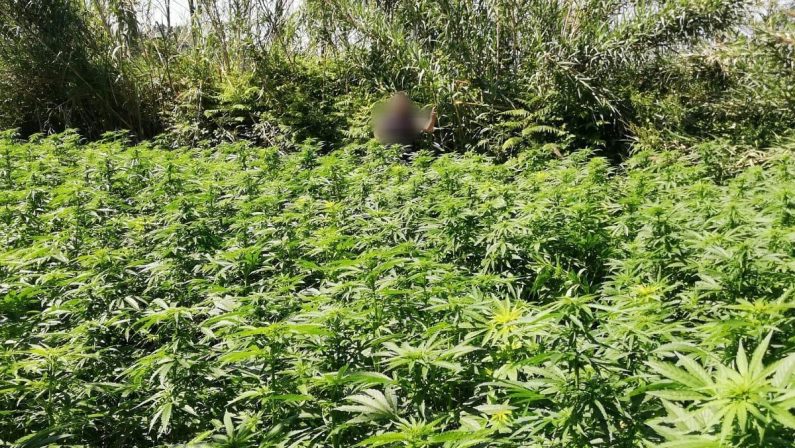 Maxi piantagione di marijuana scoperta dai carabinieri nel Vibonese