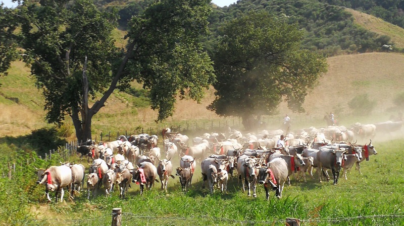 Bovini durante la transumanza in Calabria