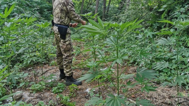 Piantagioni di canapa scoperte nel ViboneseDue arresti, sequestrati e distrutti 240 arbusti